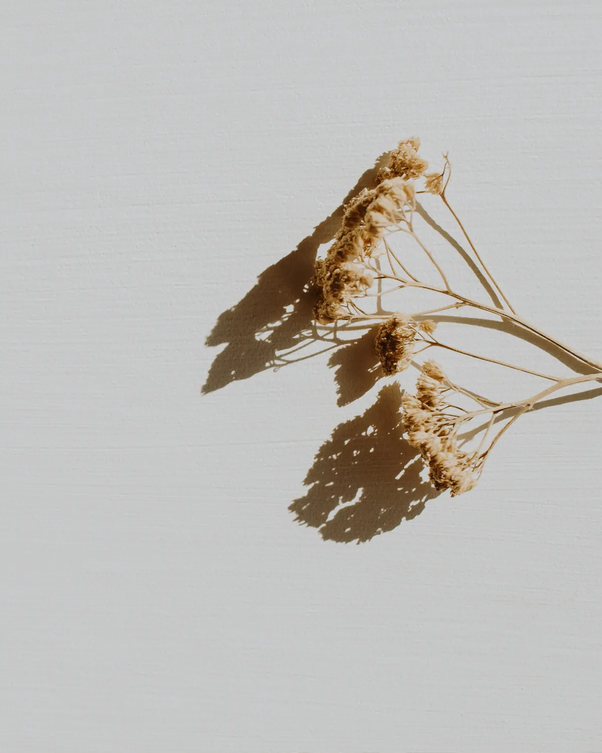 Dried botanicals casting soft shadows across warm plaster