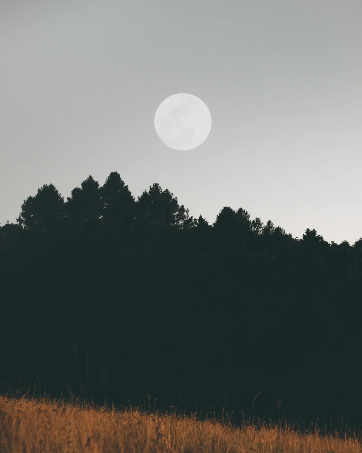 A full moon rising over a quiet forest and golden field